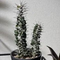 2026年最新】モンタグナッキーの人気アイテム - メルカリ