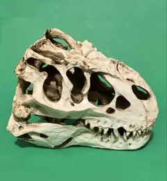 希少 ゴジラスカル Godzilla skull ガレージキット 頭骨 頭蓋骨 - メルカリ