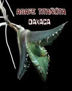 2025年最新】オアハカ現地株の人気アイテム - メルカリ