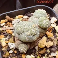 翠冠玉　綴化／石化　Lophophora diffusa f. cristata 翠冠玉 綴化／石化 Lophophora diffusa f. cristata - メルカリ