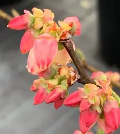 Canone_201f様 リクエスト 2点 まとめ商品