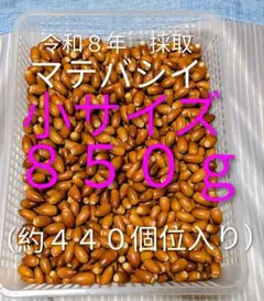 どんぐり　マテバシイ 小サイズ ８５０g(約４４０個位)