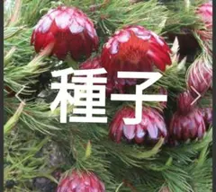 プロテア　ナナ　種子のサムネイル