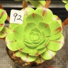 90 #観葉植物アエオニウム錦❤️グリ一ンファイア一錦❤️碧火❤1頭7cm