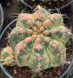 【珍品】 実生斑入り　多肉植物　花サボテン 2024年に咲いたサボテンたち(魅惑の花サボテン色々