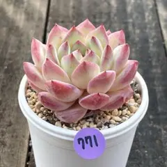 2026年最新】人気苗の人気アイテム - メルカリ