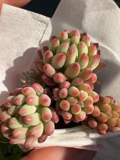 So☆ta様 リクエスト 2点 まとめ商品