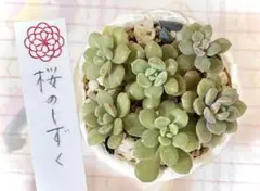 優飛mama様 リクエスト 3点 まとめ商品