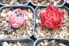 エケベリア2品種セット「ネオンブレーカーズ&フランクオーシャン」