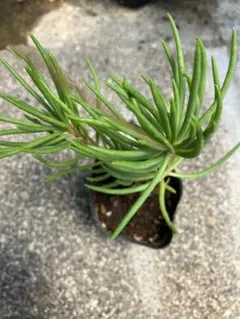 草花火の抜き苗　1本のサムネイル