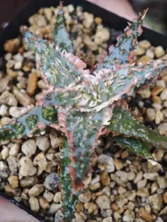 k*n様 大疣アロンソイ 国内実生 鉢植え メルカリ便送料込み 2026年最新】アロンソイの人気アイテム - メルカリ