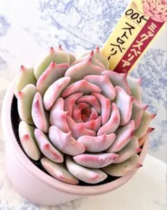 【ルイパパさん苗】ポルボローネ実生【札付き】鉢ごと発送 JoyFesでのお迎え苗とルイパパさん苗 | ブログ版Olive&SucculentGarden