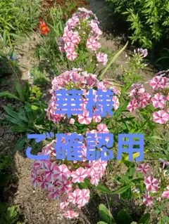 華様ご確認用、フロックス　ペパーミントツイスター他