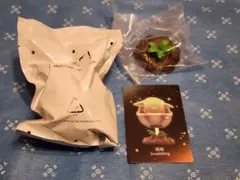 スターウォーズ　グローグー②