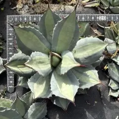 2026年最新】吉祥天錦の人気アイテム - メルカリ