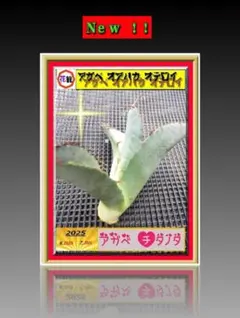 アガベ　オアハカオテロイ　現地球　発根済　活着済　チタノタ 楽天市場】【現品・現物】 現地球 アガベ・チタノタ・オアハカ