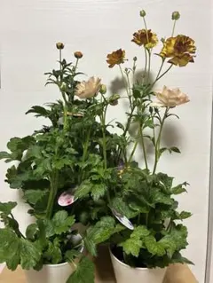 rui様 リクエスト 2点 まとめ商品