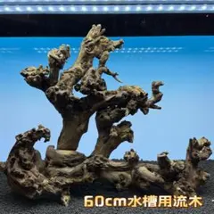 MMW-6463 特大マシンガンウッド 流木 アクアリウム - メルカリ