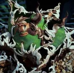 T199多肉植物 アガベ チタノタ ジャガーノート 強棘 極上子株のサムネイル