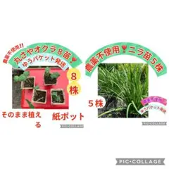 オクラ苗８株ニラ苗５株農薬不使用❣️プロフ必読‼️のサムネイル