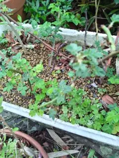 トゲ無し ノイバラ 挿し木苗4本‼️ バラの接ぎ木台木用にも‼️ - メルカリ