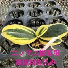 ミディー胡蝶蘭　ニノマエ様専用　速達料金込み　Golden Leaves苗