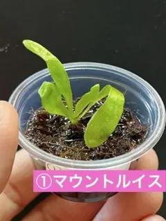 速達❣️ko-zii様 リクエスト 3点 まとめ商品