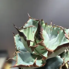 2025年最新】ロウルサンコ 実生の人気アイテム - メルカリ