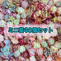ミニ苗40個セット✨多肉植物　エケベリア　詰め合わせ　寄せ植えに!!　韓国苗