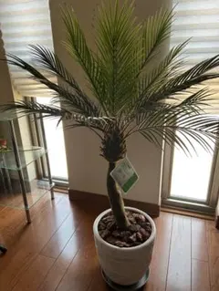 光触媒 人工観葉植物 ウォールグリーン フェイクグリーン フェニックス