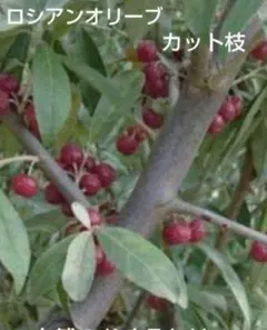 みっくさん様 リクエスト 2点 まとめ商品