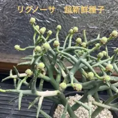ユーフォルビア　リグノーサ　超新鮮種子　自家採取　3粒　サボテン　パキポディウム ユーフォルビア リグノーサ 超新鮮種子3粒 自家採取 サボテン