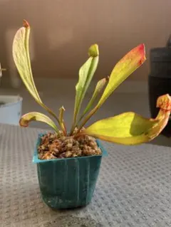 2026年最新】食虫植物 サラセニアの人気アイテム - メルカリ