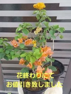 ブーゲンビリア　No56. らくらくメルカリ便発送‼️ 2026年最新】ブーゲンビリアの人気アイテム - メルカリ