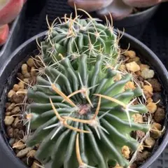 2026年最新】縮玉の人気アイテム - メルカリ