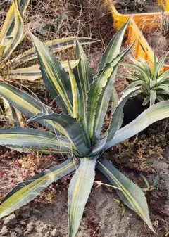 2026年最新】アガベアメリカーナの人気アイテム - メルカリ