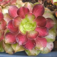 すーさん様 リクエスト 2点 まとめ商品