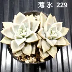 薄氷 2株 229 グラプトベリア 多肉植物 抜き苗