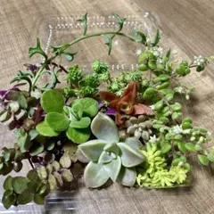 11/28(金)発送　多肉植物　セダム　カット苗　カリシアたっぷりミニセット①