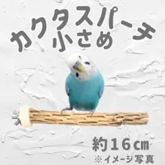 2026年最新】カクタスパーチの人気アイテム - メルカリ