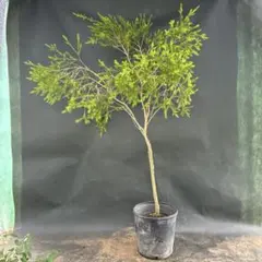 カッシア メリディオナリス 塊根植物 コーデックス - メルカリ