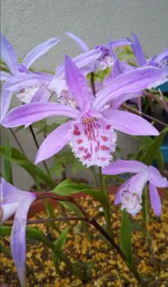 2025年最新】トキソウの人気アイテム - メルカリ