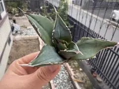 tk04様 リクエスト 3点 まとめ商品