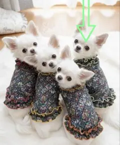 緑色　犬服タンクトップ　ハンドメイド