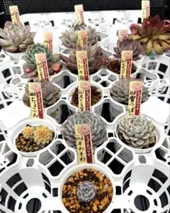 2026年最新】おらいさん苗 そわそわの人気アイテム - メルカリ