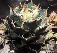 2025年最新】白鯨 親株の人気アイテム - メルカリ