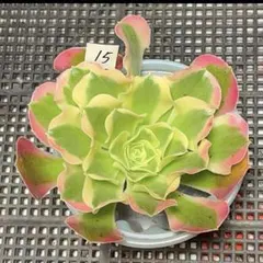 53#観葉植物 アエオニウム錦❤️ 海仙❤️1大頭 15cm拨き苗 - メルカリ