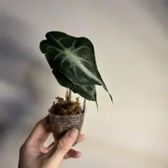 Alocasia Venomのサムネイル