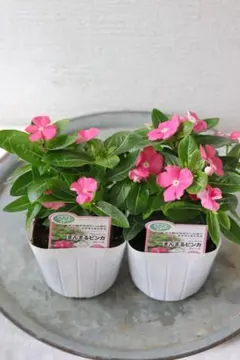 カーネーション プリティいちご 可愛いポットごと 苗 植物 本日入荷