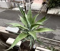 引き取り限定＊ 特大株‼︎‼︎ アロエバンバレニー - メルカリ